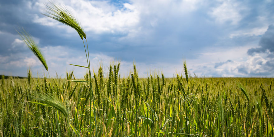 EIT Food Accelerator Network