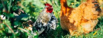 EIT Food's C-SNIPER project fighting against Campylobacter in poultry